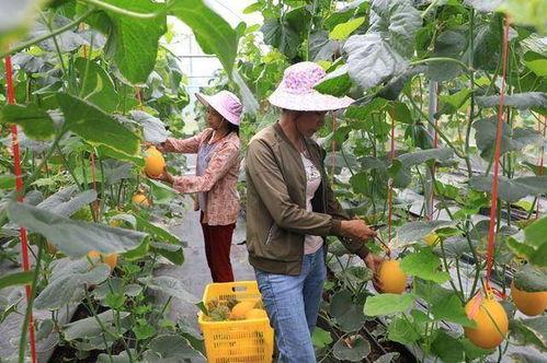 成县的吃瓜网红都有谁,瓜田里的“吃瓜”达人盘点
