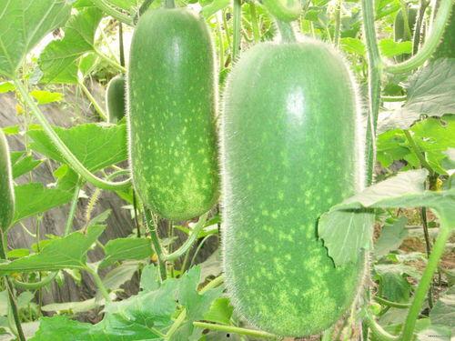 章芃芃吃瓜网,揭秘娱乐圈幕后故事，带你领略明星真实生活