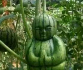 长兴网红吃瓜事件真相