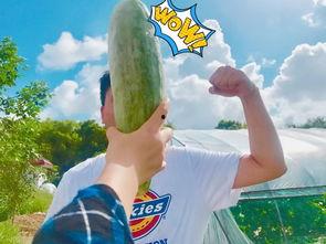 吃瓜跳舞网红叫什么来着,揭秘吃瓜跳舞网红的火爆魅力  第3张