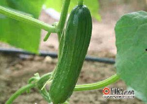 美食娱乐吃瓜,揭秘美食与吃瓜的跨界魅力 第2张 美食娱乐吃瓜,揭秘美食与吃瓜的跨界魅力 第2张