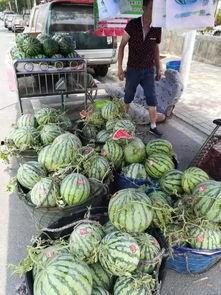 新沂网红吃瓜事件,揭秘网络舆论背后的真相与争议