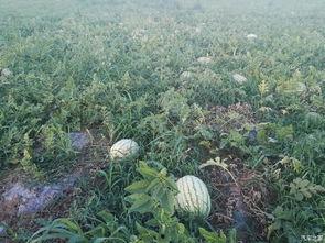 吃瓜论坛有哪些,热门话题与网友热议一览 第2张 吃瓜论坛有哪些,热门话题与网友热议一览 第2张