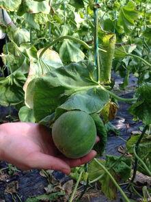 吃瓜论坛有哪些,热门话题与网友热议一览 第3张 吃瓜论坛有哪些,热门话题与网友热议一览 第3张