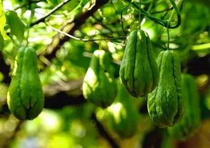 网红吃佛手瓜视频大全,佛手瓜美食盛宴,视频大全带你领略美味瞬间 第3张 网红吃佛手瓜视频大全,佛手瓜美食盛宴,视频大全带你领略美味瞬间 第3张