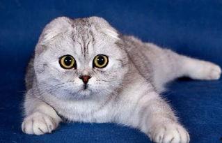 折耳猫娱乐吃瓜  第2张