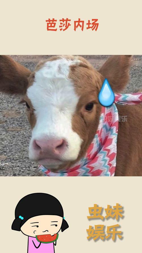 娱乐吃瓜酱拼图,揭秘娱乐圈背后的秘密与八卦  第3张